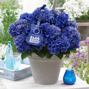 Hydrangea 'Music Collection Blue Boogie Woogie'